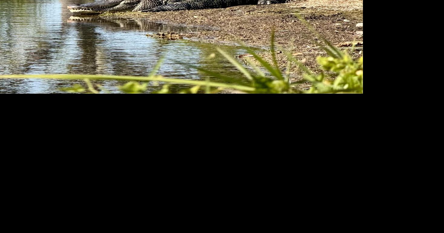 Eckerd’s increased alligator sightings cause campus turmoil
