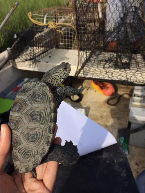 Florida Conservationists Propose A Petition To Save Drowning Turtles Science And Technology Theonlinecurrent Com