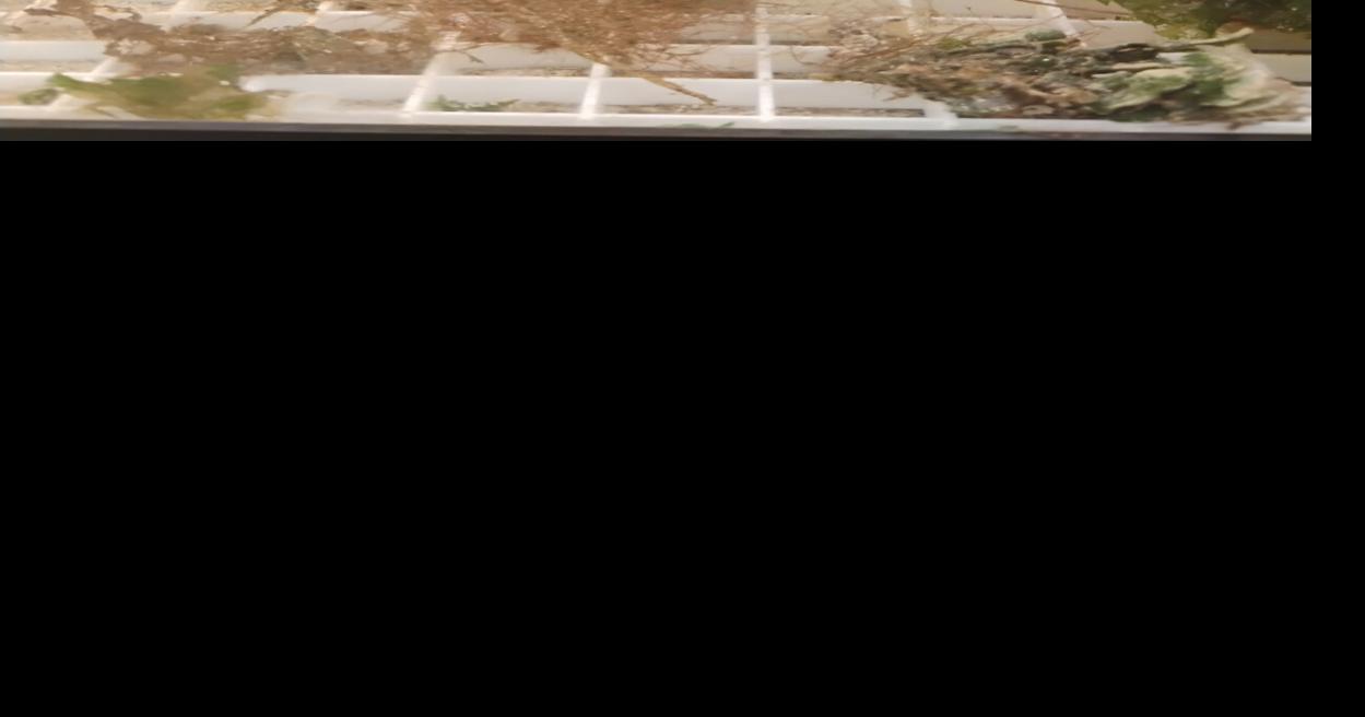 New lab at Eckerd studying all things seaweed