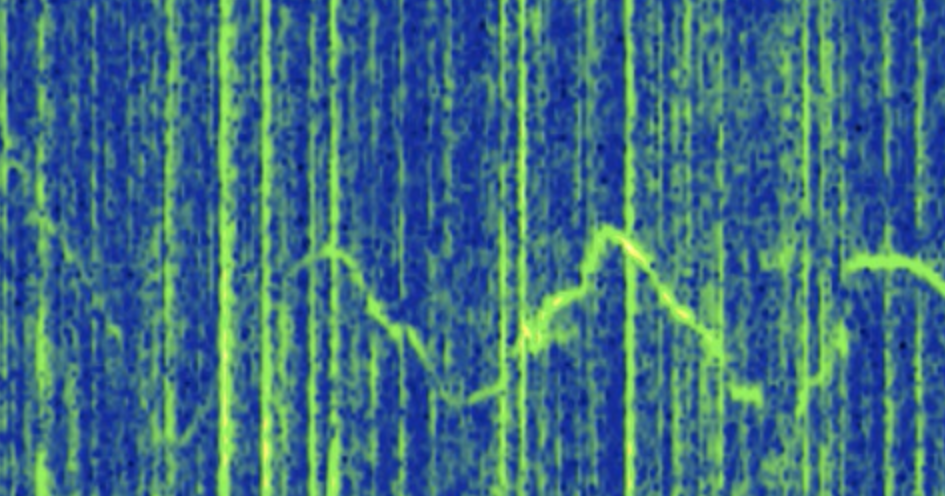 Sound and Storms: A Student’s Senior Thesis on Dolphin Acoustics ...