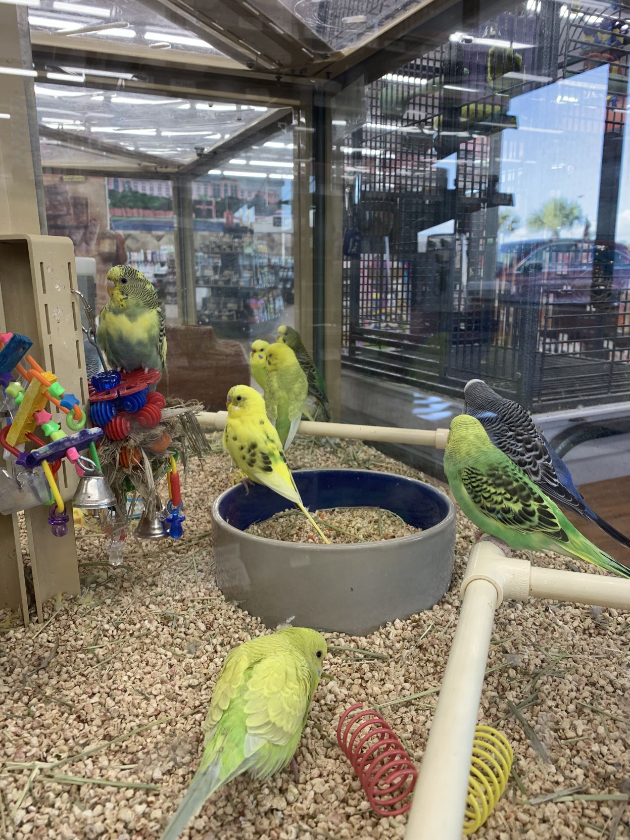 Pet supermarket outlet birds