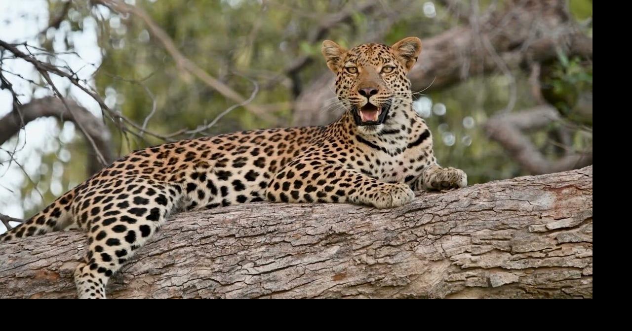 Cultural and Natural Environments of the World: Botswana | Multimedia ...