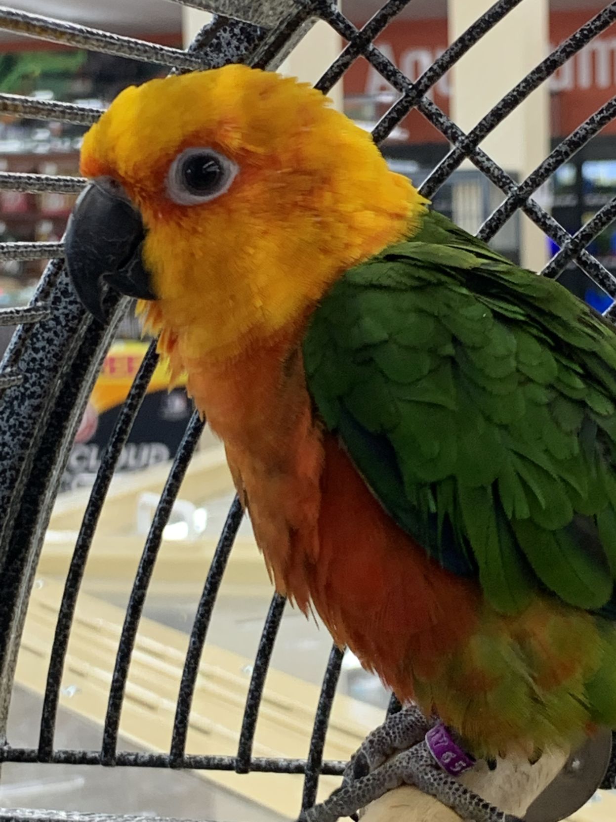 Pet supermarket clearance birds for sale