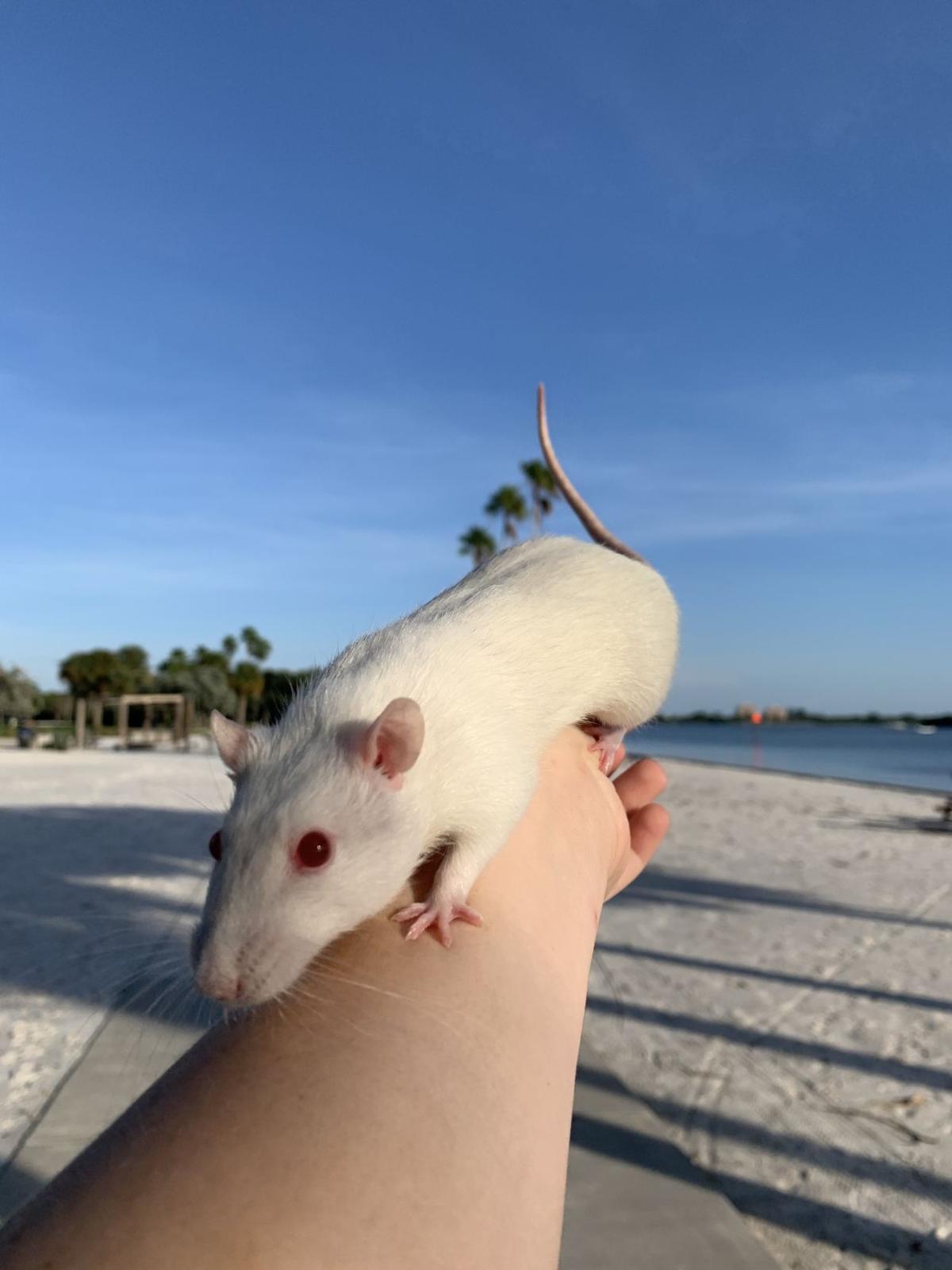 Pet Of The Issue Evy And Baby The Rats Science And Technology Theonlinecurrent Com