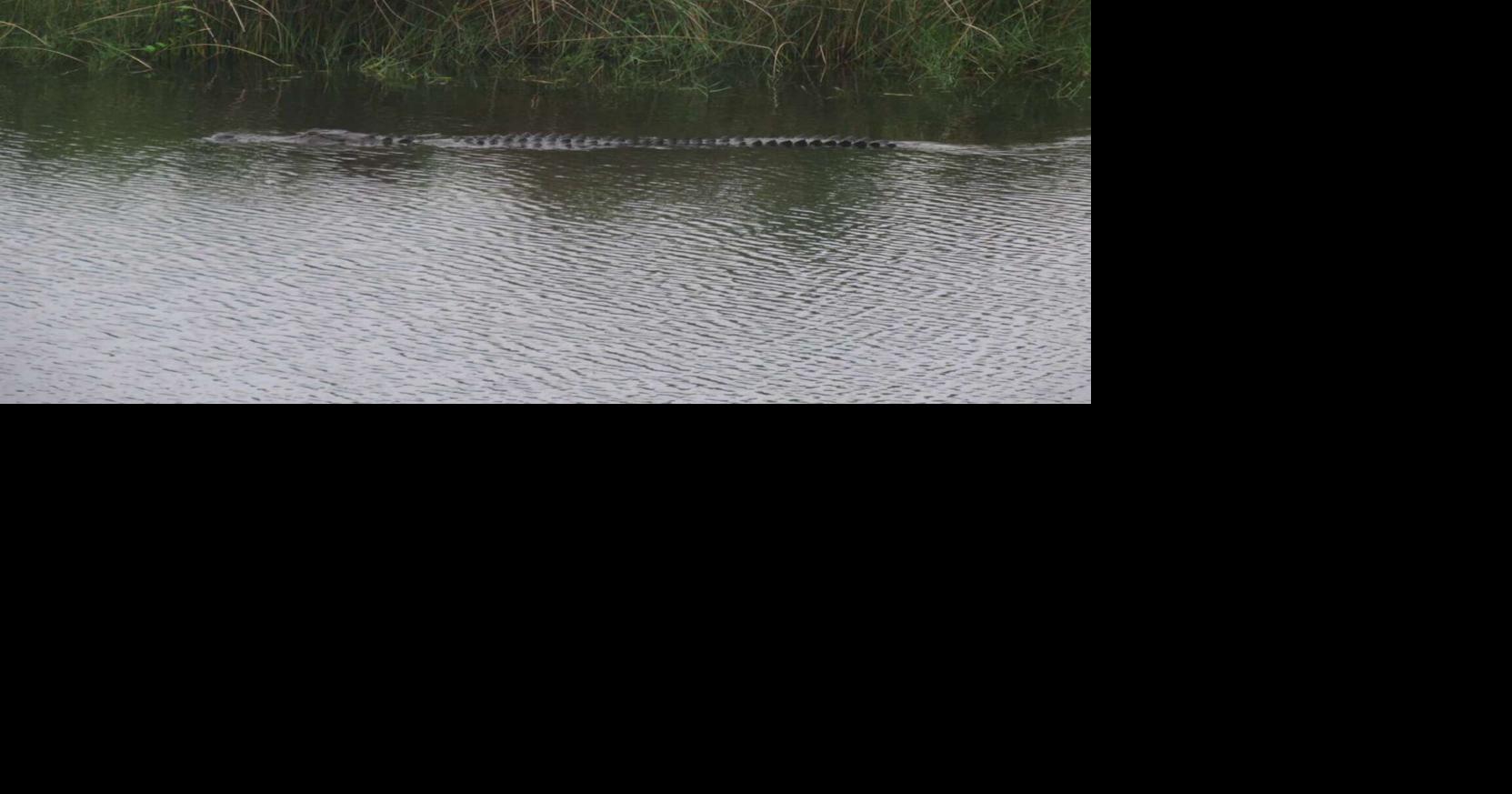 Gator sightings: new on-campus resident has quite the bite | Science ...
