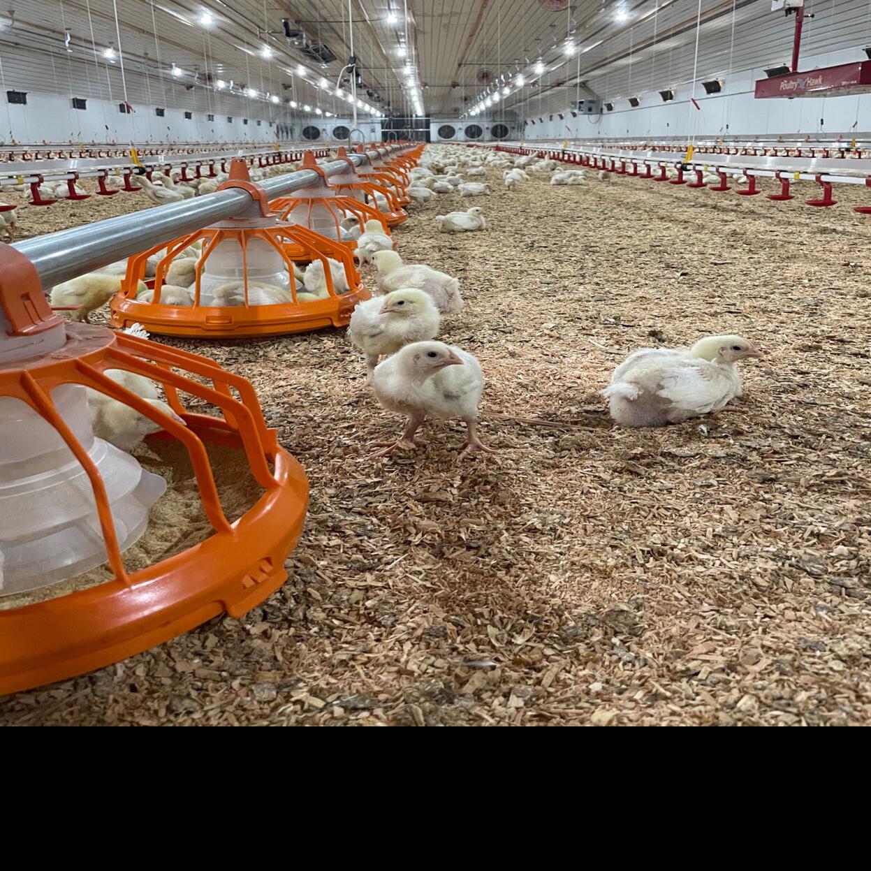 Large chicken farms raise concerns in rural Oregon