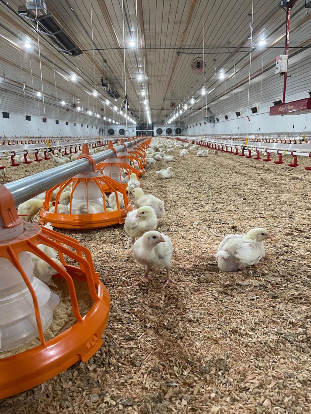 Large chicken farms raise concerns in rural Oregon, The Land