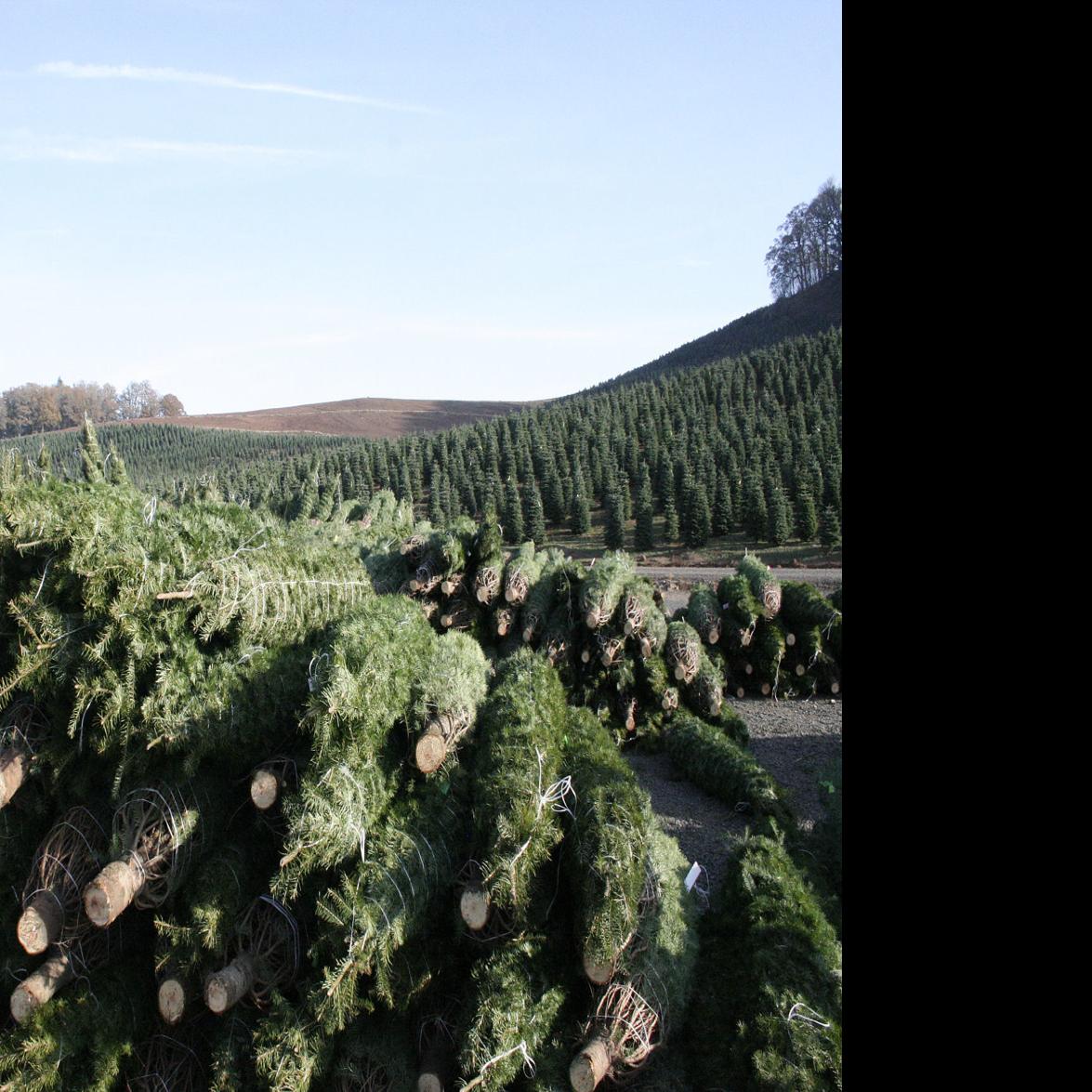 Noble Mountain Tree Farm 