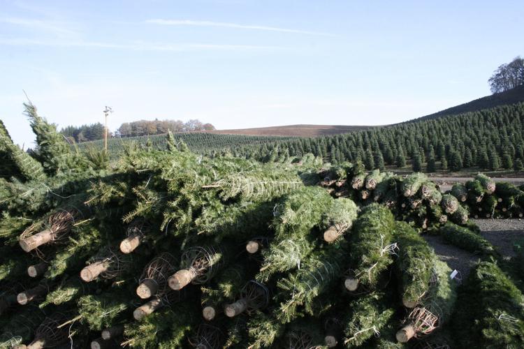 Christmas tree industry changes with times