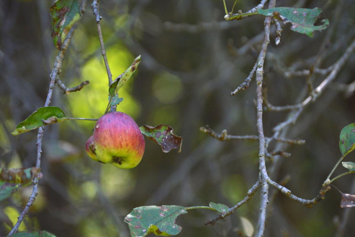 apple