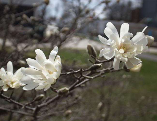 Sweater weather on decline as spring hits IUP Culture