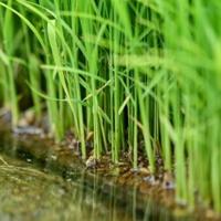 The surging cost of rice has become a political hot topic in Japan heading into elections this month