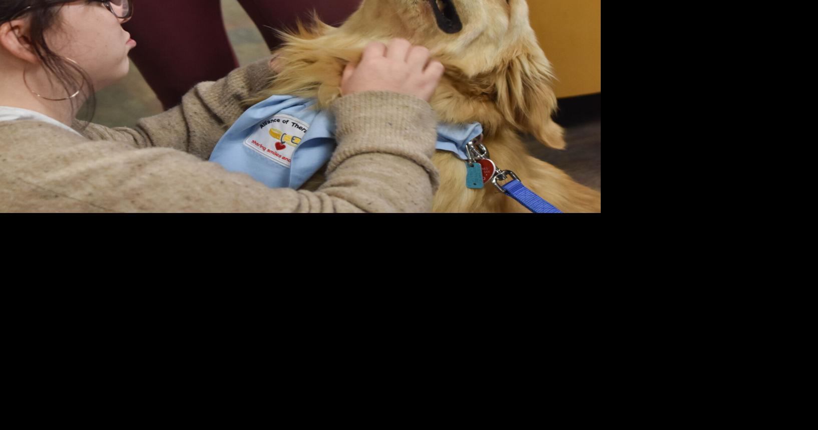 'Just Paws' brings therapy dogs to students Culture