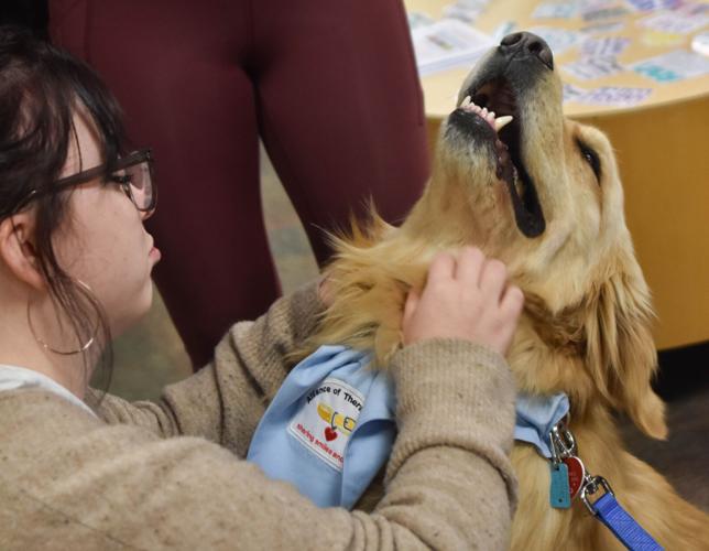 'Just Paws' brings therapy dogs to students (1/4)