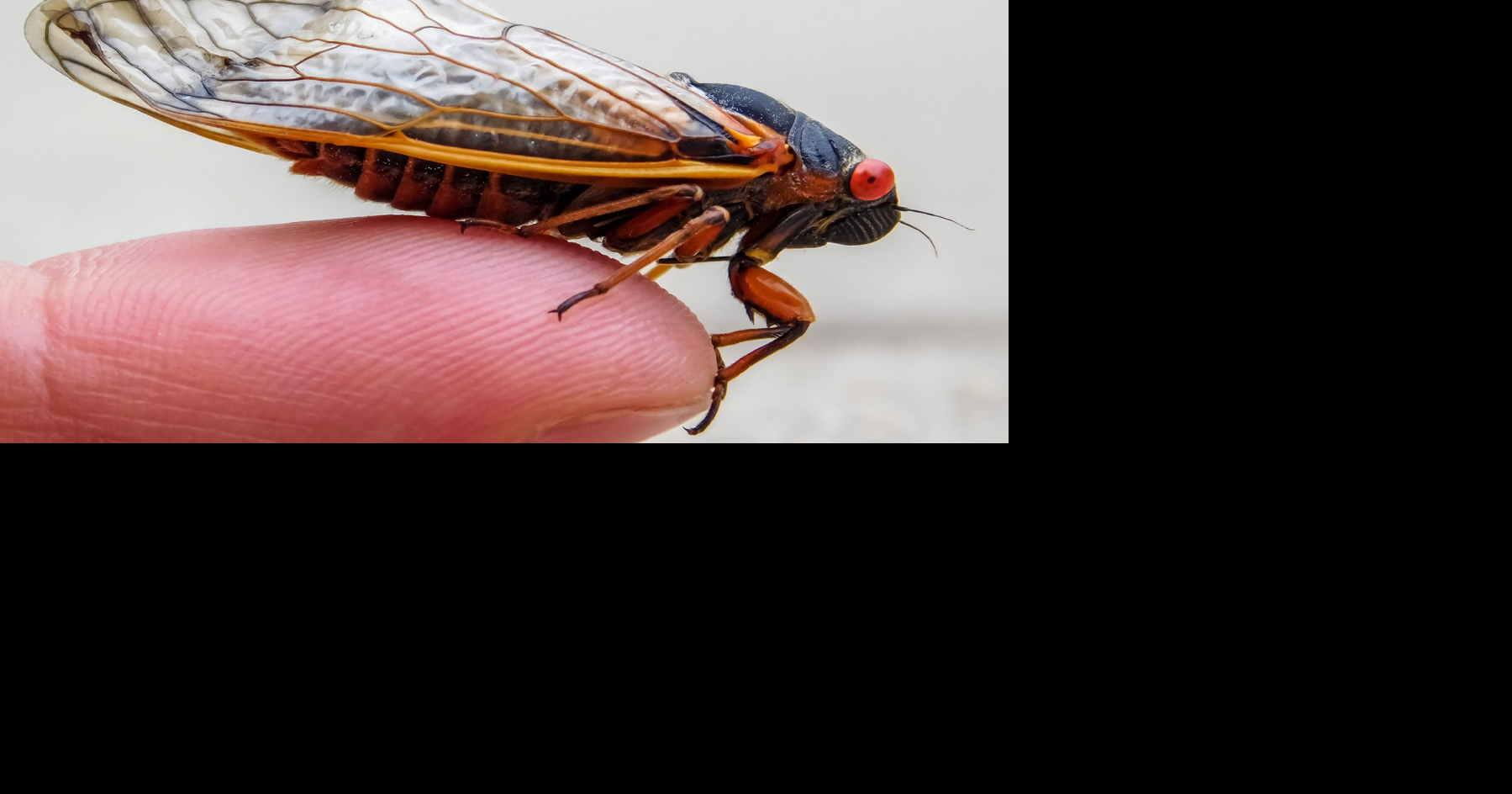 Mapping the 2024 Cicada Double Brood Which States Will Feel the Buzz