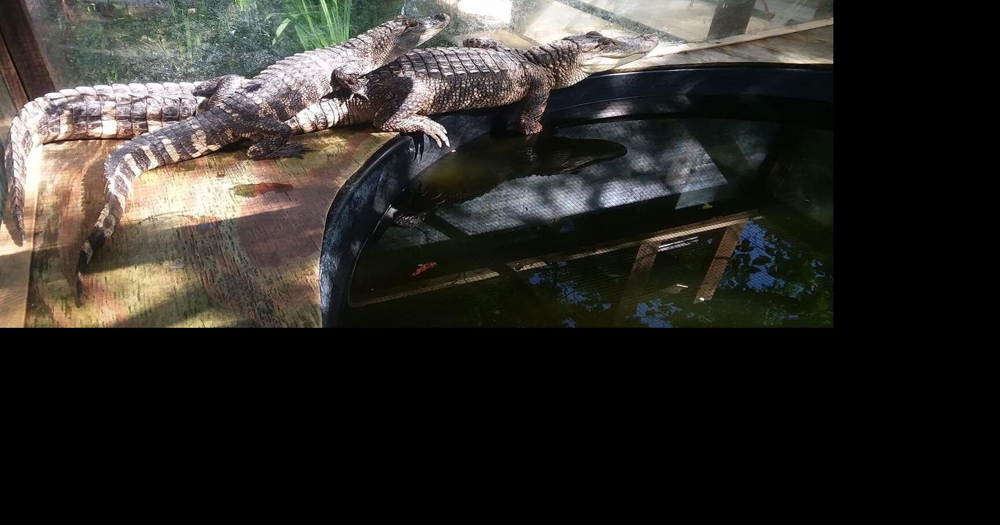 ‘See you later, alligator’ Alligators stolen from local pet store