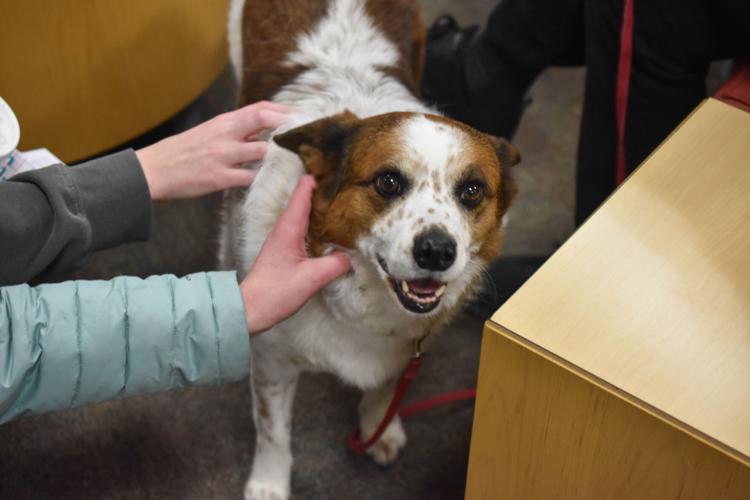 'Just Paws' brings therapy dogs to students Culture