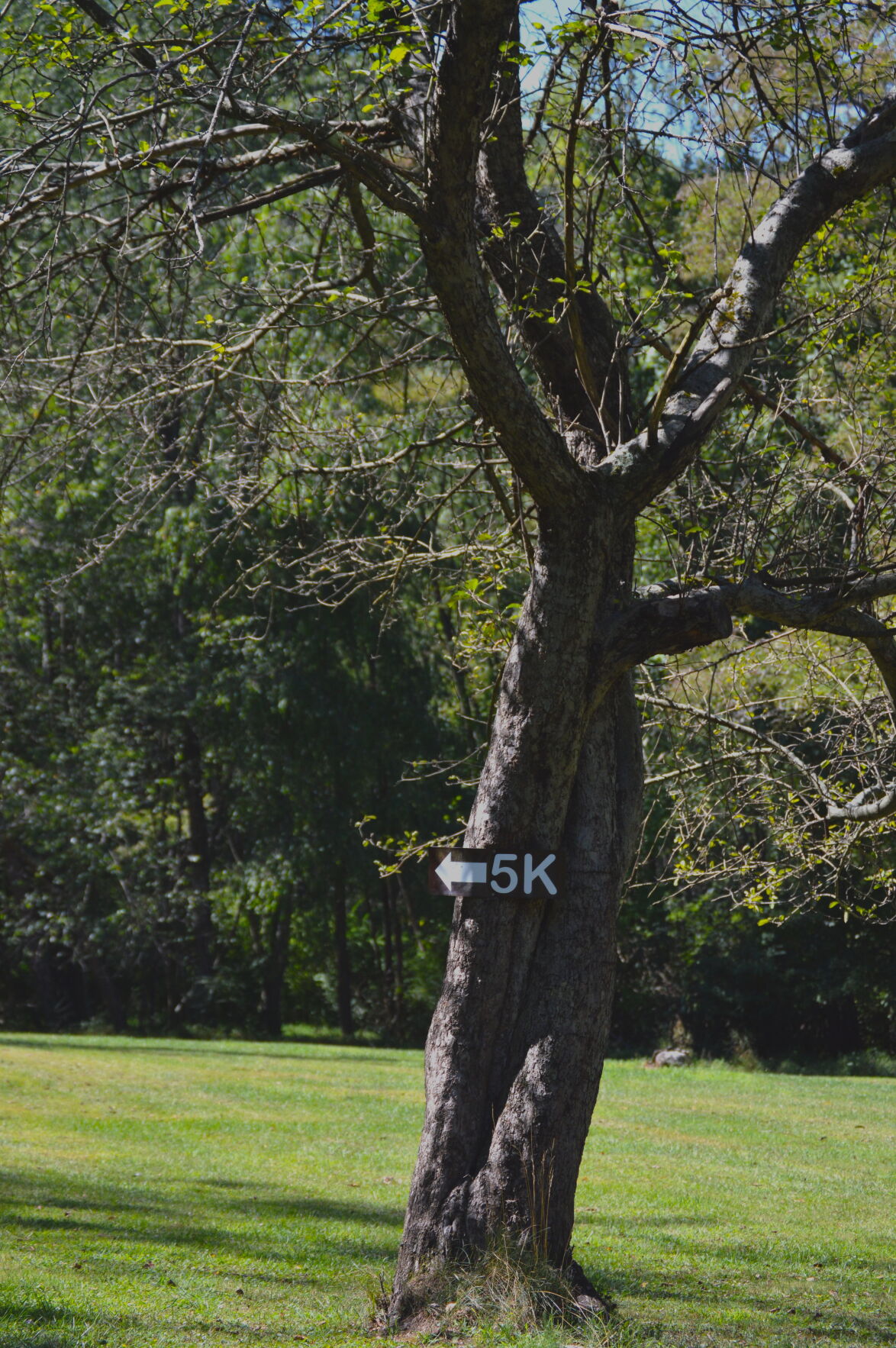 tree