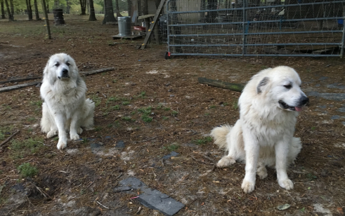 Lost store great pyrenees