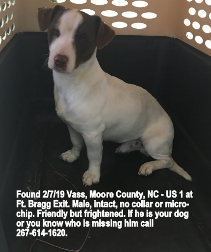 Found Dog, White and Brown Jack Russell Terrier Mix in Vass UPDATE: OWNER  LOCATED | Pets 