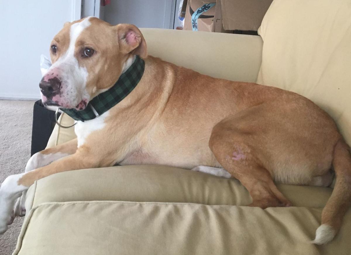 found dog tan and white pitbull mix in
