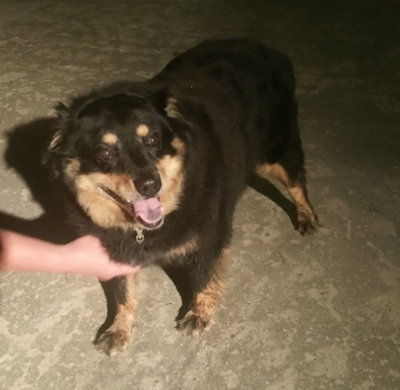 Found Dog Longhaired Black Tan Mix Breed Between Cameron Carthage Update Owner Found Pets Thepilot Com