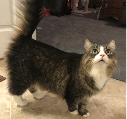 Lost Cat, Medium-Haired Brown Tabby and White Cat in Whispering