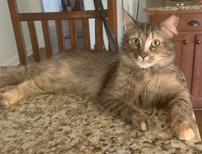 Lost Cat Brown Maine Coon Mix Cat In Aberdeen Sandy Springs Area