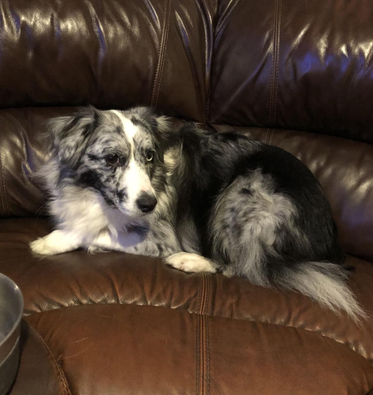 Lost Dog, Blue Merle/White Australian Shepherd, Pinehurst