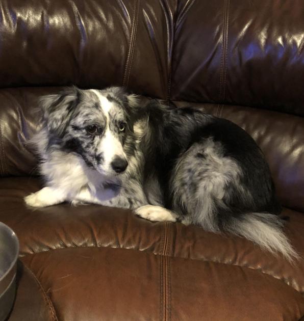 Lost Dog Blue Merle White Australian Shepherd Pinehurst Update Found Pets Thepilot Com