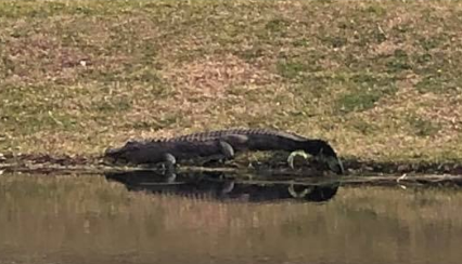 alligator lakes seven sighting alleged thepilot community spotted allegedly shared photograph