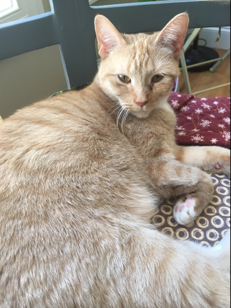 Lost Cat, Buff Tabby in West End (last seen August 15, 2018) | Pets