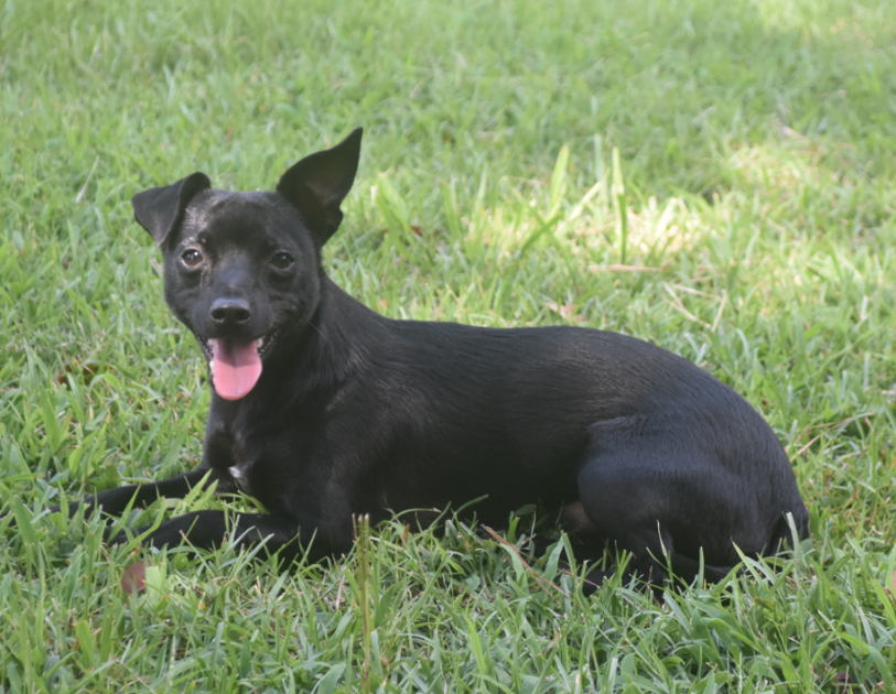 Lost Dog, Black Chihuahua Mix in Laurinburg | Pets ...