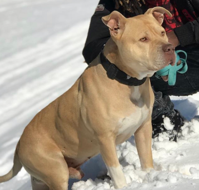 lost dog tan pitbull in aberdeen