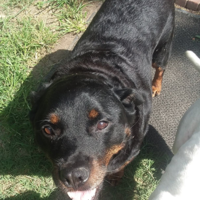 Lost Dog, Rottweiler in Lakeview (NOTE: Service Dog) | Pets | thepilot.com