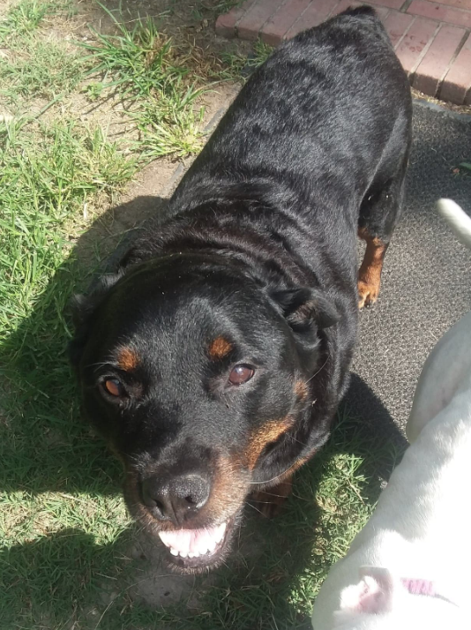 Lost Dog, Rottweiler in Lakeview (NOTE: Service Dog) | Pets | thepilot.com