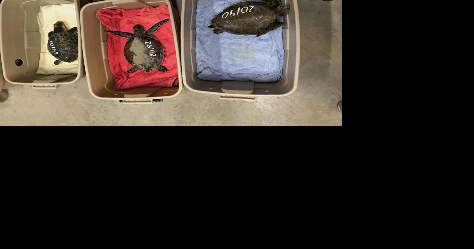 North Carolina Aquariums Save Coldstunned Sea Turtles Features