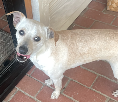 Blonde sales jack russell