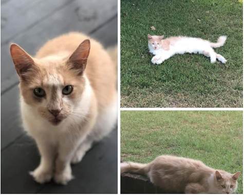 Lost Cat Orange And White Tabby In Carthage Pets Thepilot Com