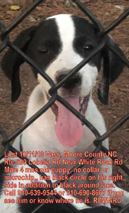 black and white bird dog