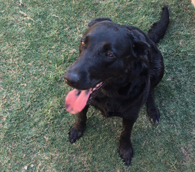 Pregnant best sale black lab