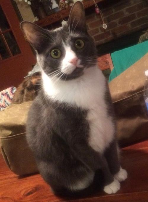 Lost Cat Grey Tuxedo Cat In Ashley Heights Pets Thepilot Com