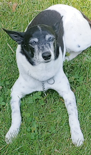 Lost Dog, Feist/Jack Russell Terrier Mix, west of Robbins UPDATE: FOUND |  Pets 