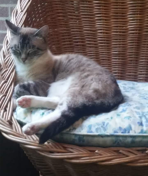 Lost Cat Siamese Tabby Mix In Carthage Pets Thepilot Com