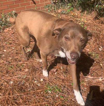 Found Dog Southern Pines