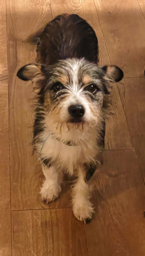 Grey and hot sale white terrier