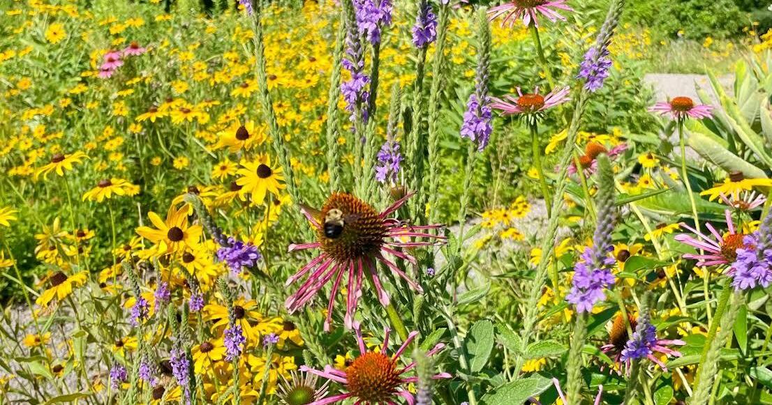 Native Pollinator Garden Spreads Seeds, Beauty and Friendships ...