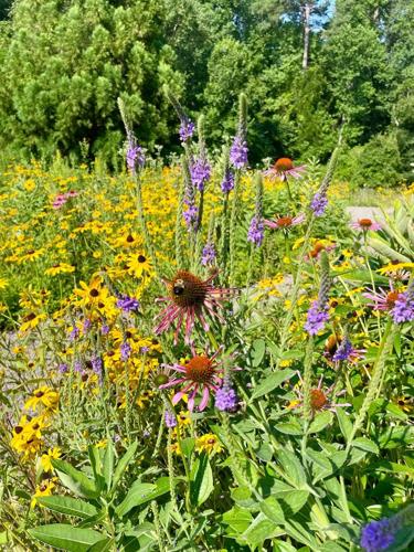 Native Pollinator Garden Spreads Seeds, Beauty and Friendships ...