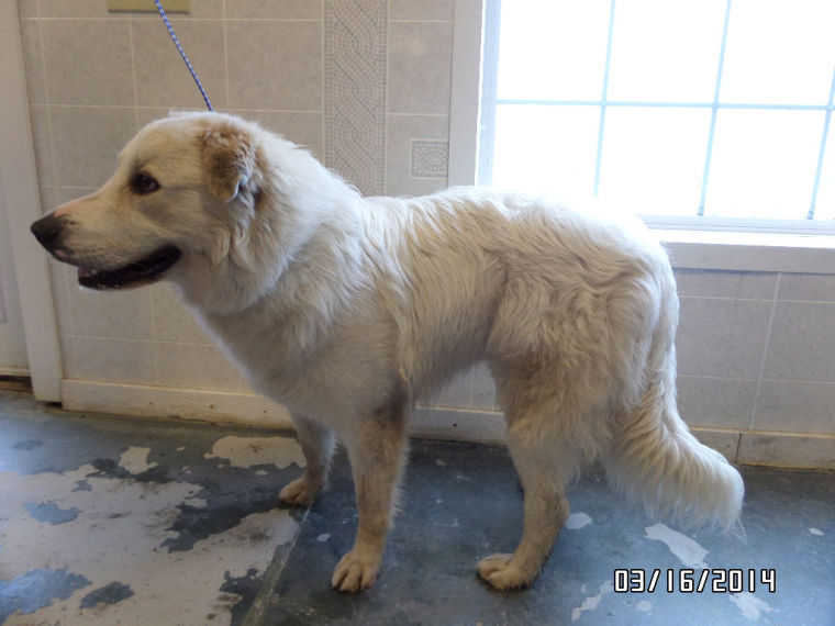 are great pyrenees playful