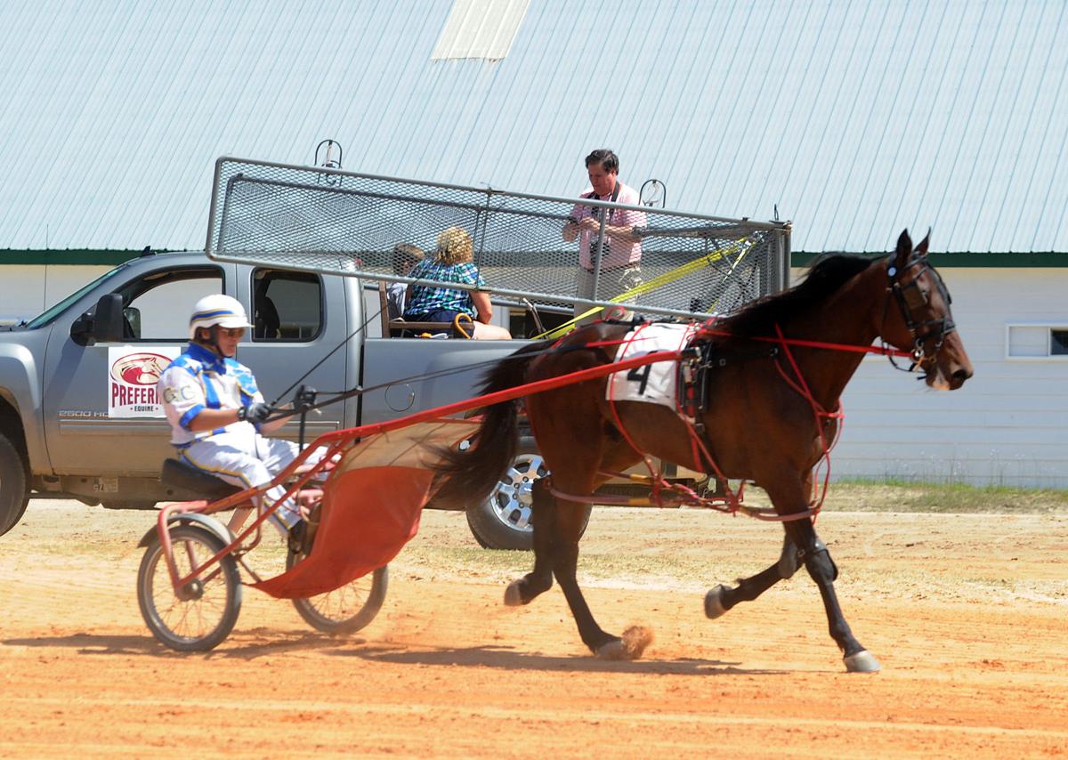 Harness Track Matinee Races 2017 Gallery